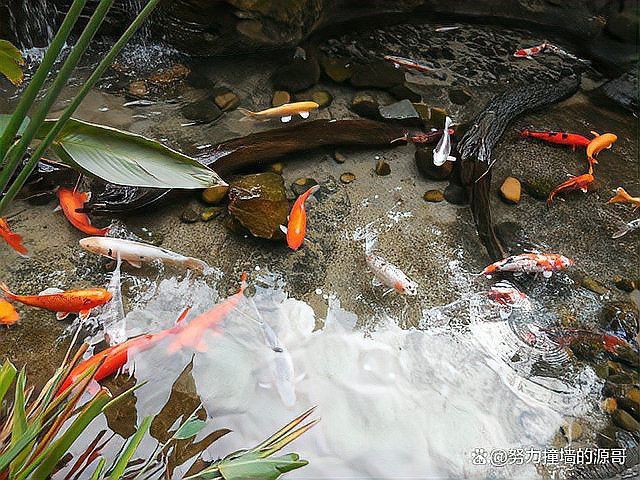 屬龍人養魚需要多久換一次水？