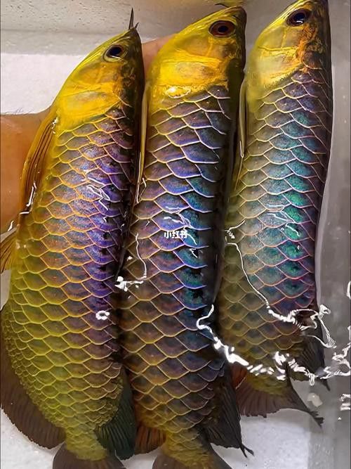 金龍魚的頭型有幾種