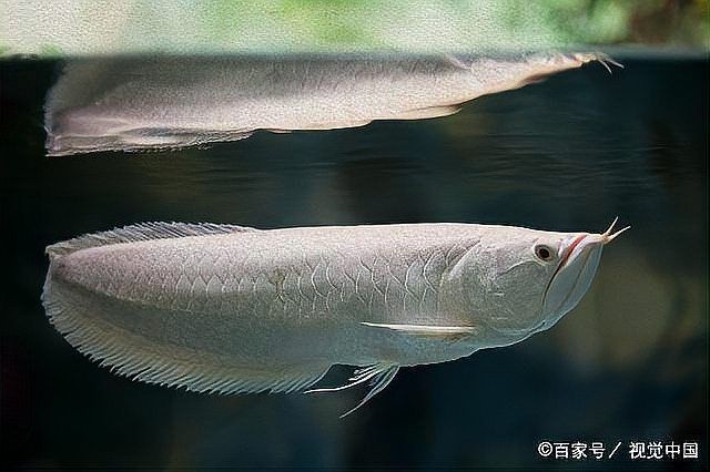 龍魚是什么顏色的 龍魚是什么顏色的 龍魚百科 第5張