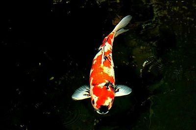 錦鯉 龍魚：\"錦鯉龍魚\"可以混養(yǎng)嗎