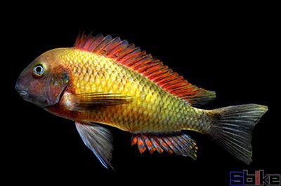 黃寬帶蝴蝶魚批發