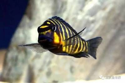黃寬帶蝴蝶魚批發(fā)