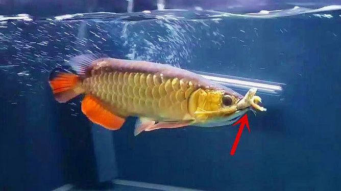 龍魚難產：龍魚難產是一個困擾許多養魚者的問題
