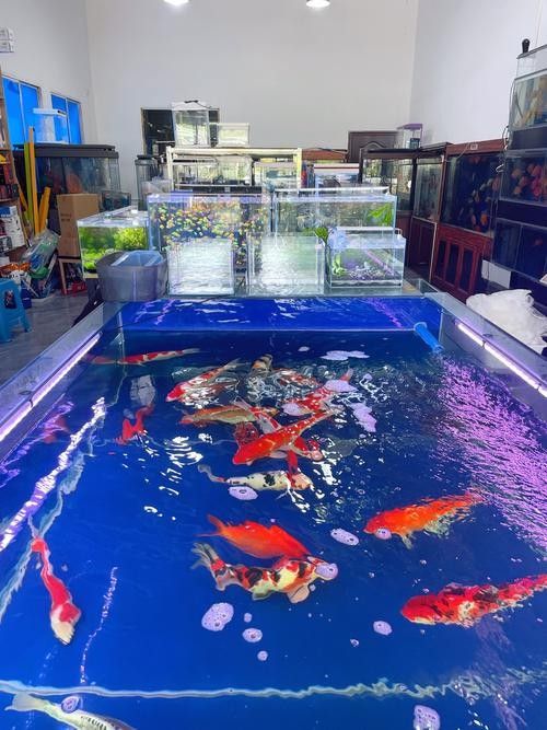 英吉沙開水族店怎么樣？加盟祥龍魚場賣龍魚市場怎樣？ 英吉沙開水族店怎么樣？加盟祥龍魚場賣龍魚市場怎樣？ 水族館百科（水族館加盟） 第4張