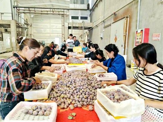英吉沙開水族店怎么樣？加盟祥龍魚場賣龍魚市場怎樣？ 英吉沙開水族店怎么樣？加盟祥龍魚場賣龍魚市場怎樣？ 水族館百科（水族館加盟） 第5張