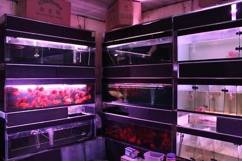 蘇州開水族店怎么樣？加盟祥龍魚場賣龍魚市場怎樣？