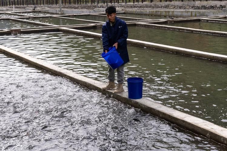 理塘開水族店怎么樣？加盟祥龍魚場賣龍魚市場怎樣？