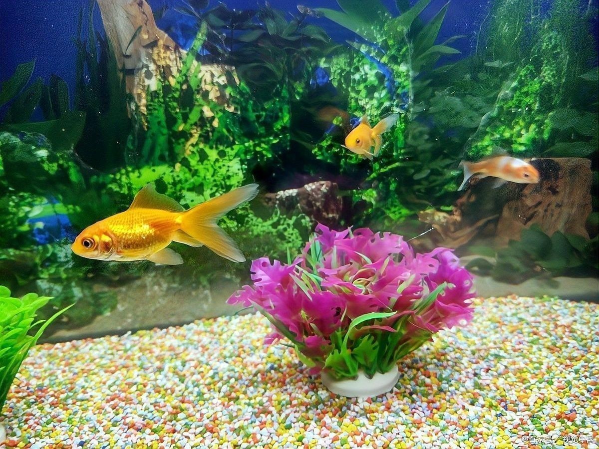 龍魚缸底色更換后如何調(diào)整水質(zhì)？