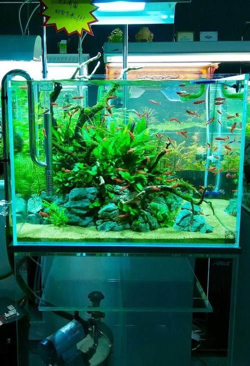 大同開水族店怎么樣？加盟祥龍魚場賣龍魚市場怎樣？