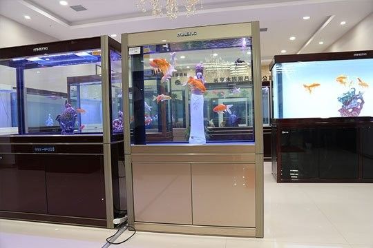 亳州開水族店怎么樣？加盟祥龍魚場賣龍魚市場怎樣？