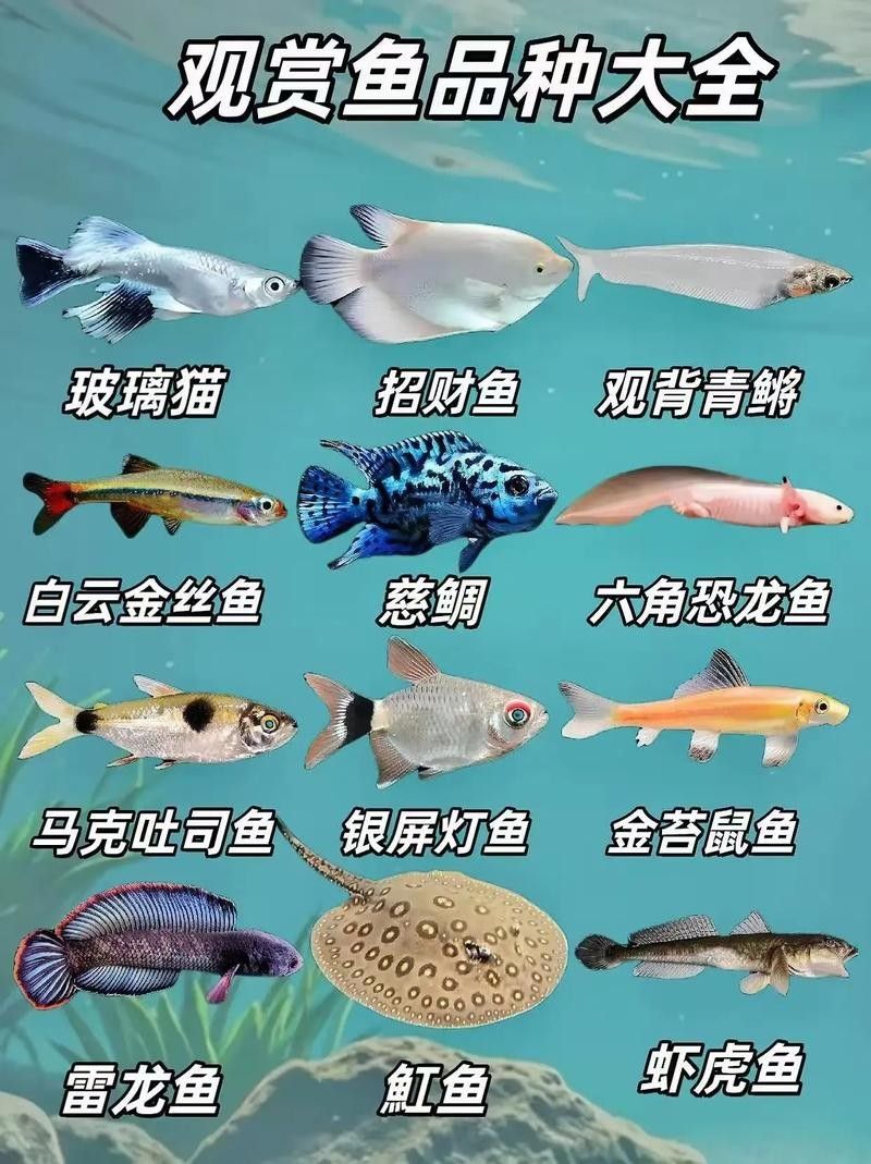 紅河州開水族店怎么樣？加盟祥龍魚場賣龍魚市場怎樣？