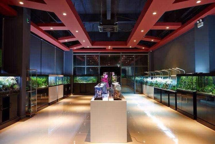 黔東南開水族店怎么樣？加盟祥龍魚場賣龍魚市場怎樣？