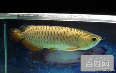 50厘米金龍魚值多少錢一條呢視頻（50厘米的金龍魚價格受到品種、品相和飼養年份等因素影響）