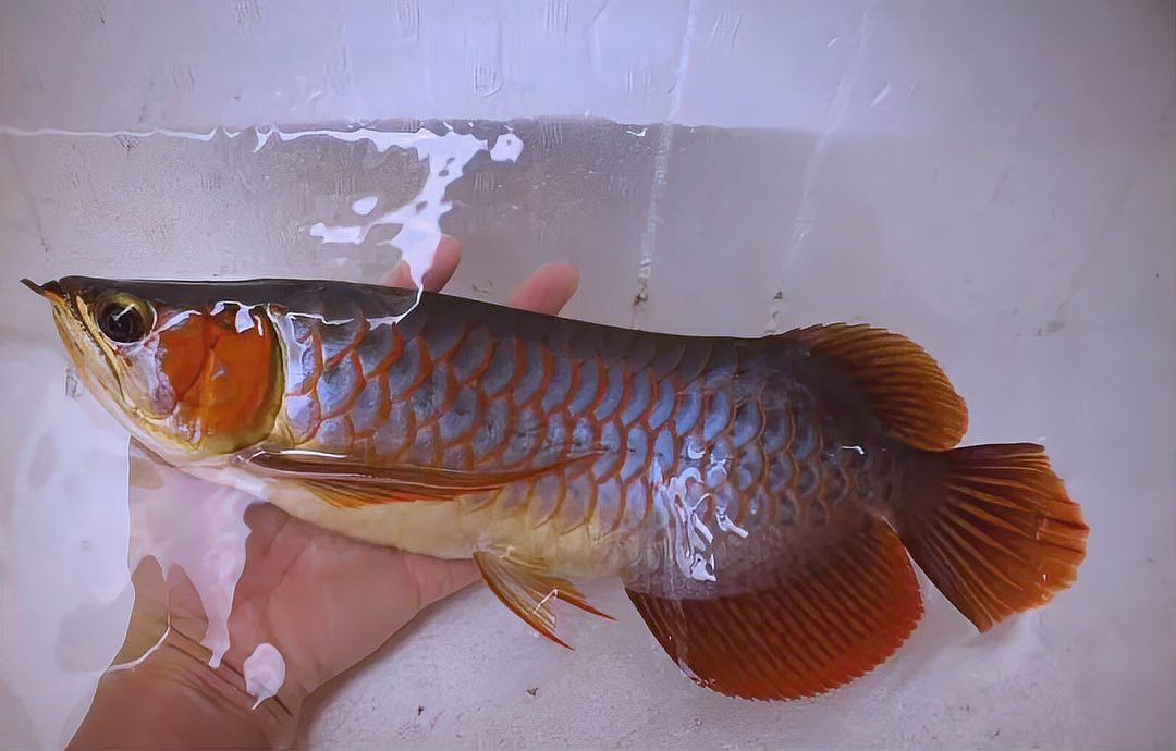 紅龍魚(yú)怎么那么貴呀圖片 紅龍魚(yú)怎么那么貴呀圖片 龍魚(yú)百科 第24張