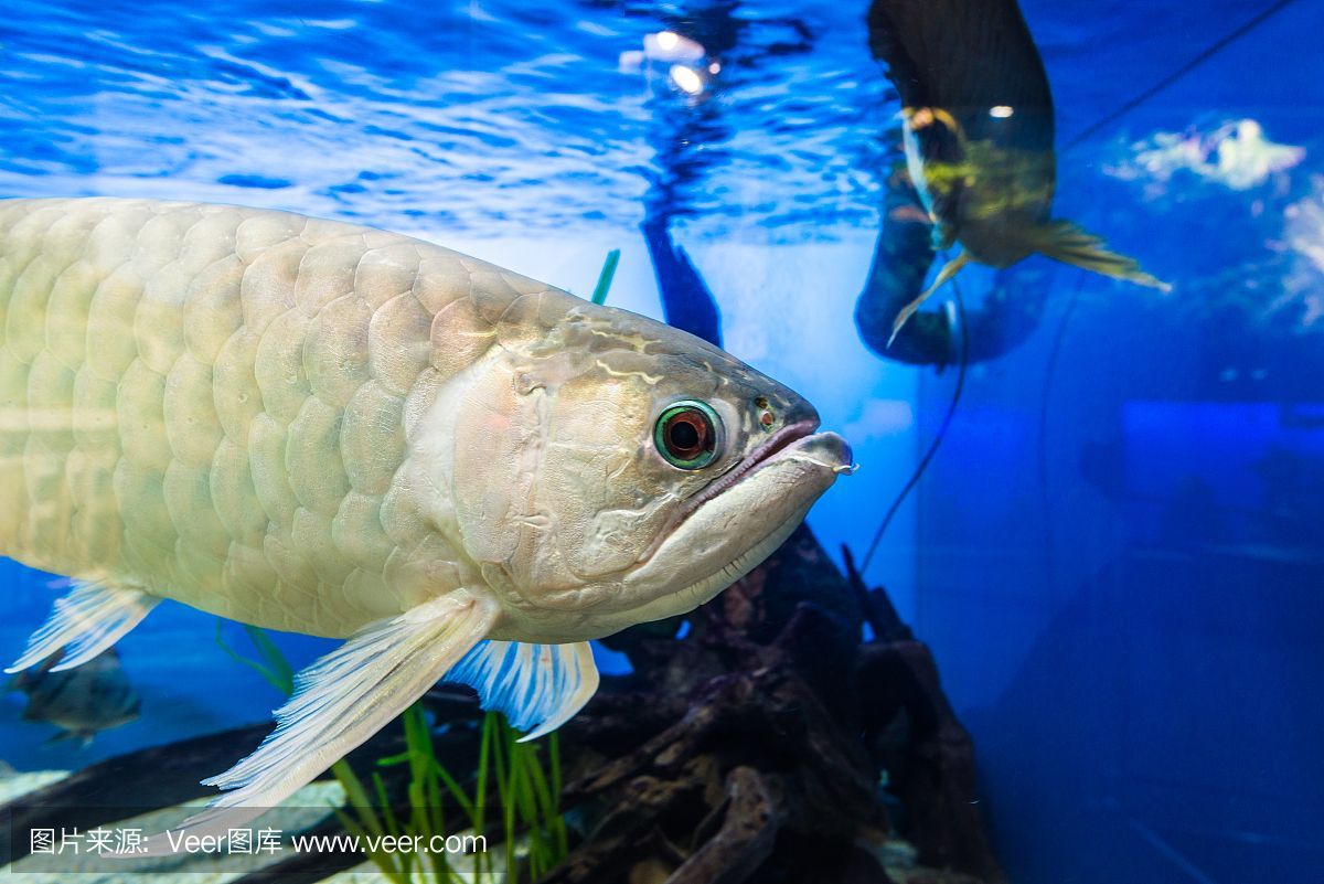 龍魚飼養綠水處理：如何在魚缸中使用正確的綠水 龍魚飼養綠水處理：如何在魚缸中使用正確的綠水 龍魚百科 第4張