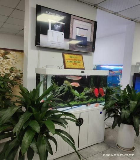 淮安開水族店怎么樣？加盟祥龍魚場賣龍魚市場怎樣？
