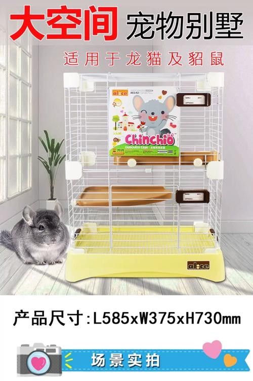 龍貓和寵物貓需要多久適應共養？ 龍貓和寵物貓需要多久適應共養？ 龍魚百科 第4張
