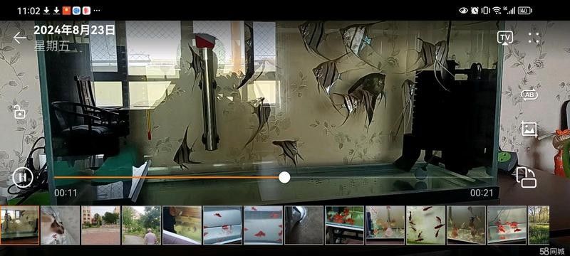 烏魯木齊縣開水族店怎么樣？加盟祥龍魚場賣龍魚市場怎樣？