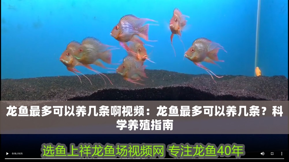 龍魚最多可以養(yǎng)幾條啊視頻：龍魚最多可以養(yǎng)幾條？科學(xué)養(yǎng)殖指南