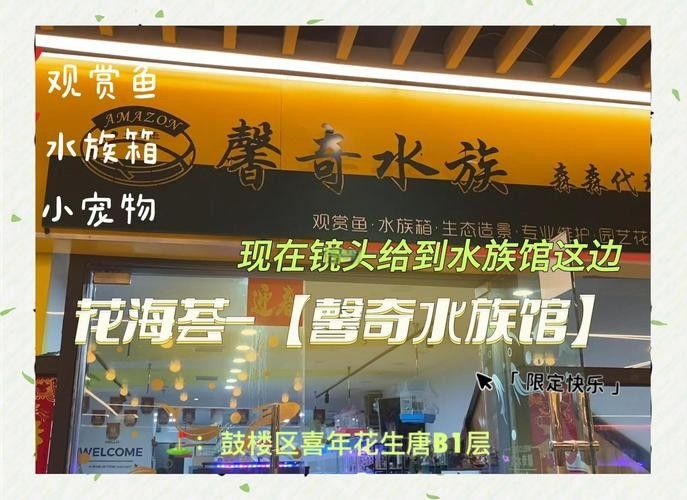 鼓樓開水族店怎么樣？加盟祥龍魚場賣龍魚市場怎樣？