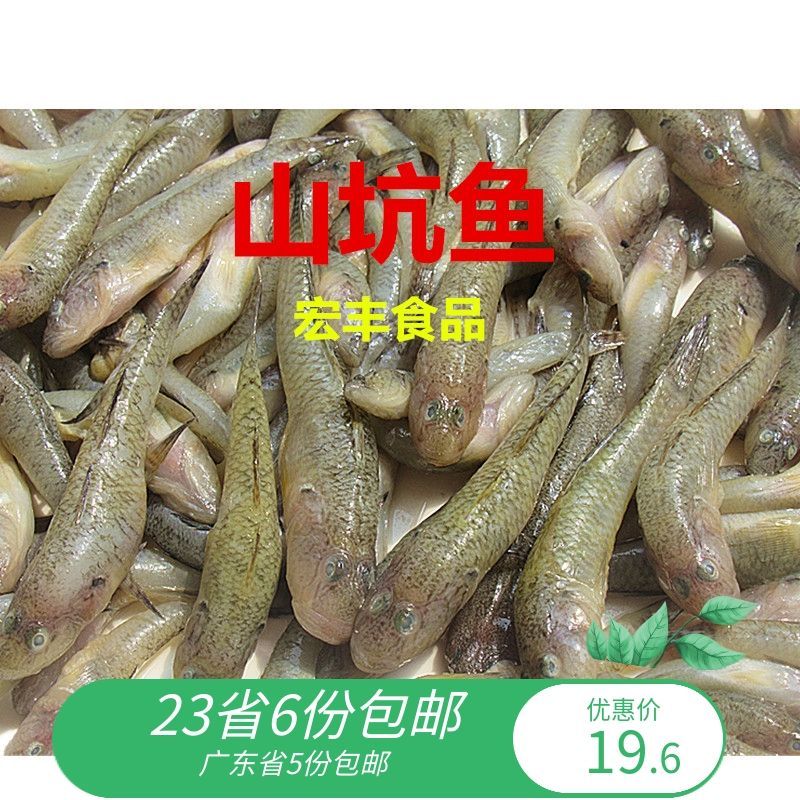 小龍魚吃什么好：小龍魚的飲食選擇對其健康和生長至關重要