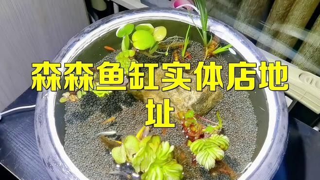隆安開水族店怎么樣？加盟祥龍魚場賣龍魚市場怎樣？
