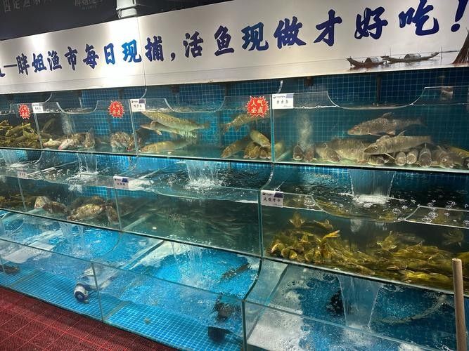 多縣開水族店怎么樣？加盟祥龍魚場賣龍魚市場怎樣？