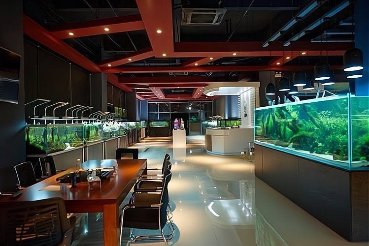 多縣開水族店怎么樣？加盟祥龍魚場賣龍魚市場怎樣？