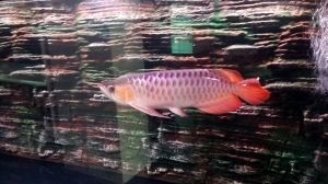 金龍魚是最貴的魚嗎為什么那么貴呢(金龍魚價格昂貴原因分析:不同品種和品相的金龍魚價格) 龍魚百科 第2張 金龍魚是最貴的魚嗎為什么那么貴呢(金龍魚價格昂貴原因分析:不同品種和品相的金龍魚價格) 金龍魚是最貴的魚嗎為什么那么貴呢(金龍魚價格昂貴原因分析:不同品種和品相的金龍魚價格) 龍魚百科 第2張