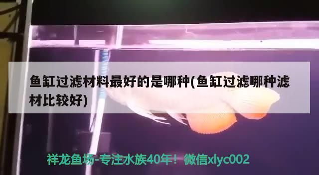 金龍魚混養視頻大全集高清圖片：金龍魚混養視頻大全集高清圖片
