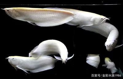 龍魚的價值所在是什么：龍魚的價值主要體現在其獨特的文化傳統、高昂的經濟價值