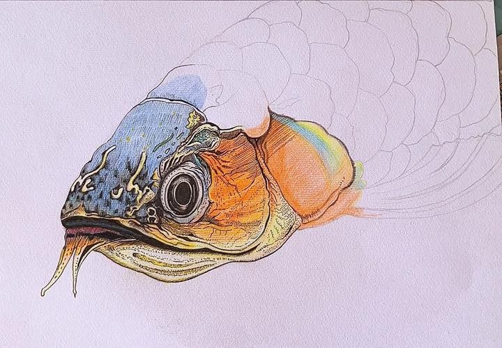 金龍魚繪畫圖片高清