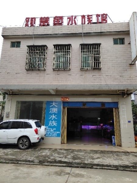 <strong><mark>文昌</mark></strong>開水族店怎么樣？加盟祥龍魚場賣龍魚市場怎樣？