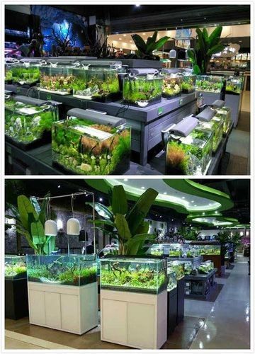 伊犁開水族店怎么樣？加盟祥龍魚場賣龍魚市場怎樣？