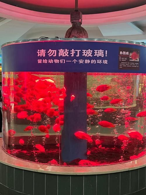 薌城開水族店怎么樣？加盟祥龍魚場(chǎng)賣龍魚市場(chǎng)怎樣？