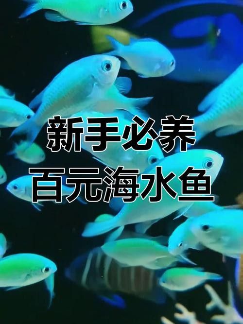 海鹽開水族店怎么樣？加盟祥龍魚場賣龍魚市場怎樣？