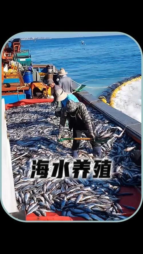 海鹽開水族店怎么樣？加盟祥龍魚場賣龍魚市場怎樣？