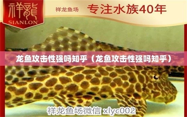 地圖魚打龍魚，地圖魚和龍魚可以混養，但需要注意一些事項