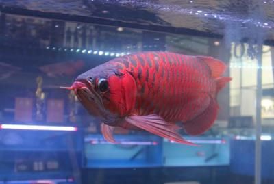 紅眼白化招財(cái)龍魚百度百科【紅眼白化招財(cái)龍魚百度招財(cái)龍魚百度高錳酸化招財(cái)龍魚】