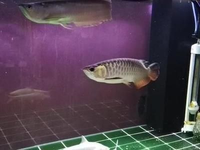 紅眼白化招財龍魚百度百科【紅眼白化招財龍魚百度招財龍魚百度高錳酸化招財龍魚】