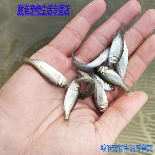 七星開水族店怎么樣？加盟祥龍魚場賣龍魚市場怎樣？