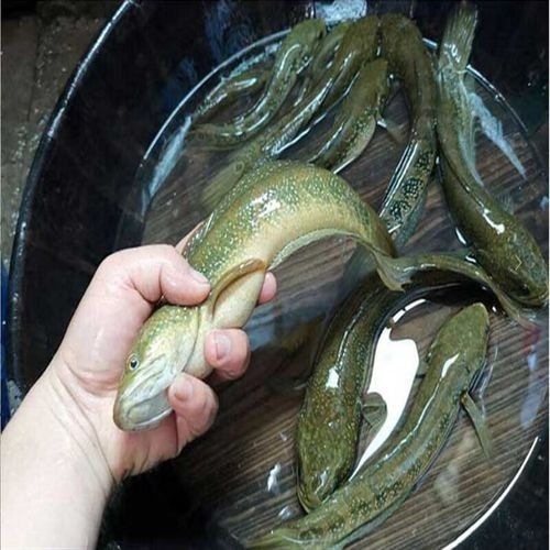 七星開水族店怎么樣？加盟祥龍魚場賣龍魚市場怎樣？