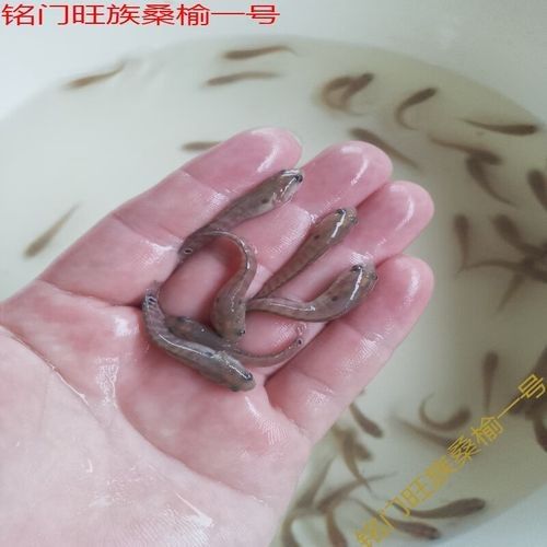 七星開水族店怎么樣？加盟祥龍魚場賣龍魚市場怎樣？