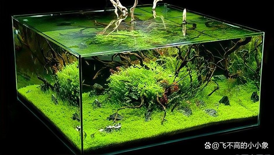 龍魚過濾系統中硝化細菌如何維護？