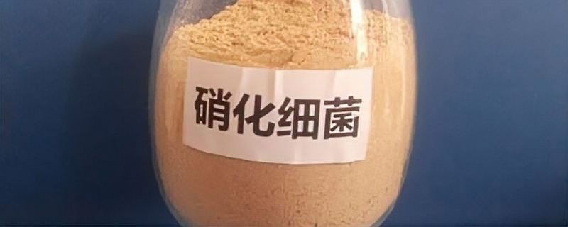 龍魚過濾系統中硝化細菌如何維護？