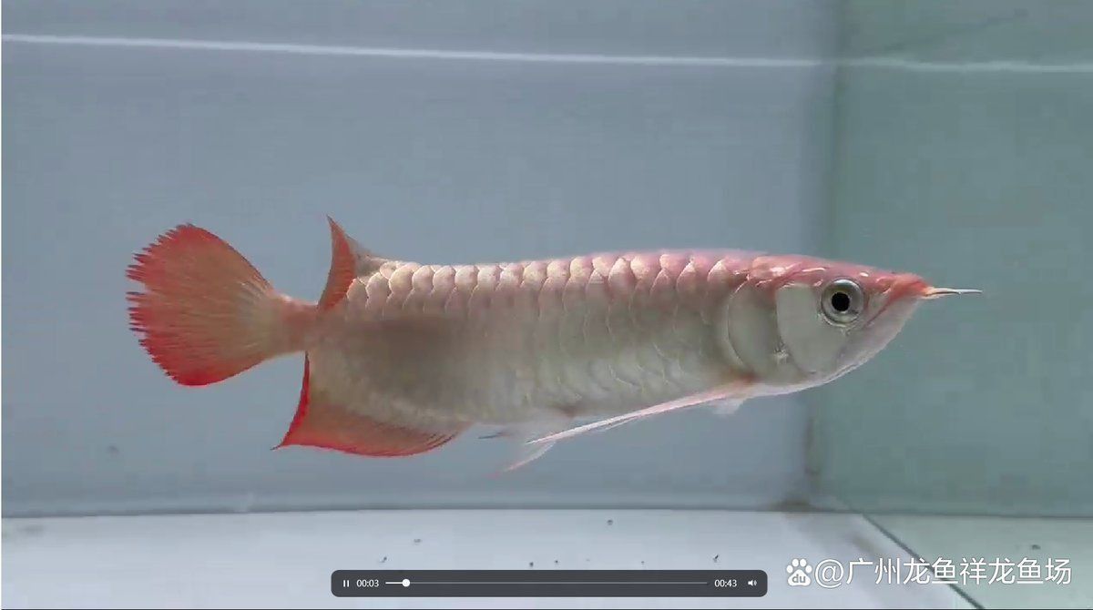 紅龍魚養(yǎng)殖環(huán)境要求 紅龍魚養(yǎng)殖環(huán)境要求 龍魚百科 第7張
