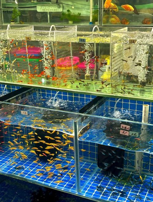 嘉興開(kāi)水族店怎么樣？加盟祥龍魚(yú)場(chǎng)賣(mài)龍魚(yú)市場(chǎng)怎樣？ 嘉興開(kāi)水族店怎么樣？加盟祥龍魚(yú)場(chǎng)賣(mài)龍魚(yú)市場(chǎng)怎樣？ 水族館百科（水族館加盟） 第4張