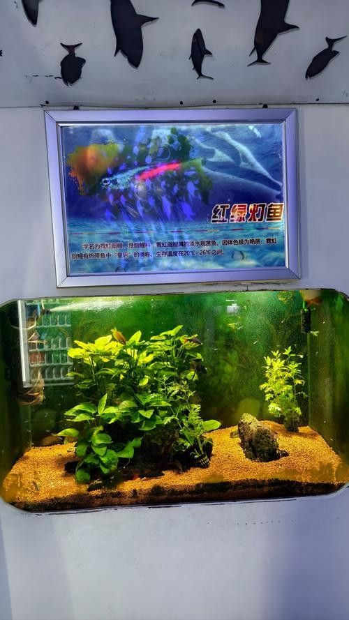 嘉興開(kāi)水族店怎么樣？加盟祥龍魚(yú)場(chǎng)賣(mài)龍魚(yú)市場(chǎng)怎樣？ 嘉興開(kāi)水族店怎么樣？加盟祥龍魚(yú)場(chǎng)賣(mài)龍魚(yú)市場(chǎng)怎樣？ 水族館百科（水族館加盟） 第5張