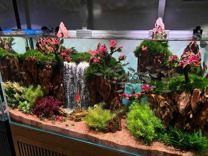 商城開水族店怎么樣?加盟祥龍魚場賣龍魚市場怎樣? 水族館百科(水族館加盟) 第3張 商城開水族店怎么樣?加盟祥龍魚場賣龍魚市場怎樣? 商城開水族店怎么樣?加盟祥龍魚場賣龍魚市場怎樣? 水族館百科(水族館加盟) 第3張