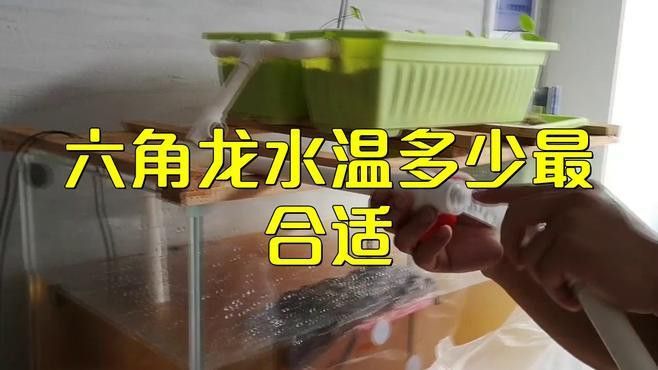 六角恐龍魚適合的水溫是多少度